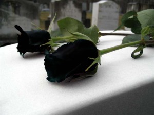 rose noire