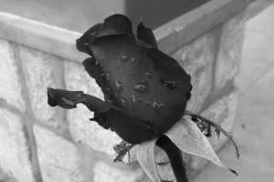 La Rosa Negra