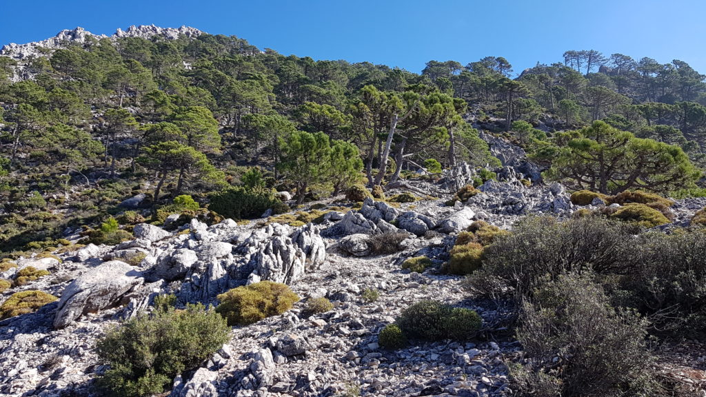 Lucero por Vereda de Cómpeta