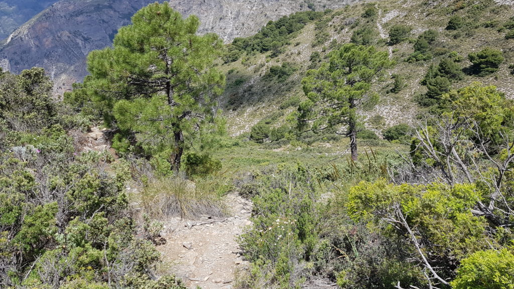 Bajando hacia Cuesta de la Medialuna. Paso entre los dos pinos