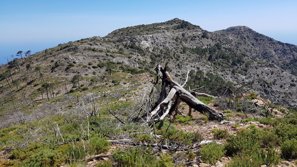 Ruta Tajos del Sol y Navachica. Zona arrasada por incendio