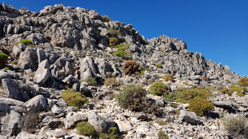 Trepada a cumbre del Cisne