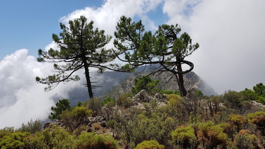 Final del tramo de ladera. Vista a los Altos del Higuerón.