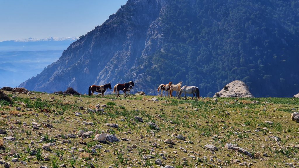 Sierra Mágina. Praderas de la Fuentezuela