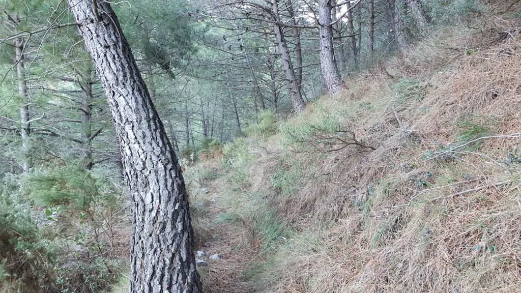 Sendero del Barranco de Borriqueros