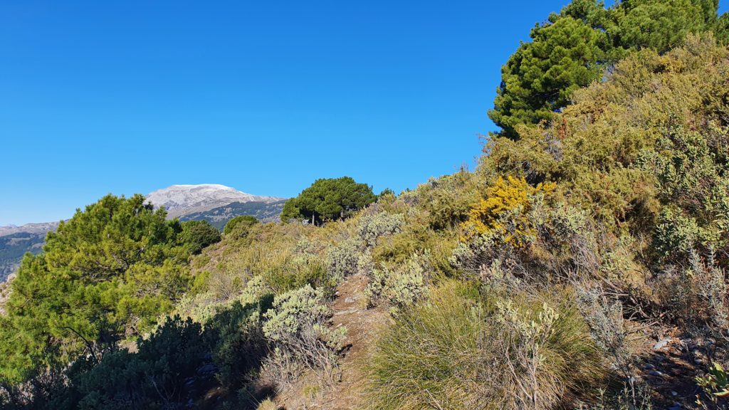 Vista a la Maroma desde el sendero