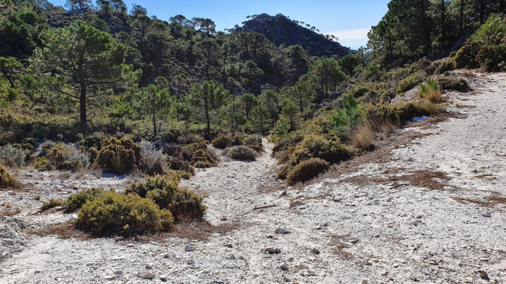 Bajando por la cabecera del Arroyo de los Pradillos