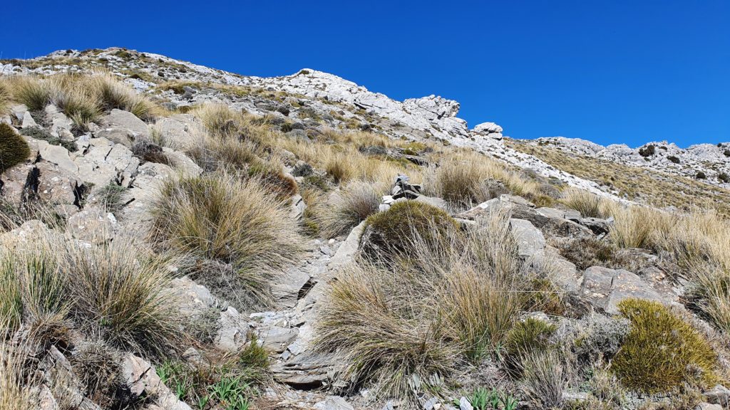 Collado de la Cuesta Pardilla. Subiendo a la cresta rocosa