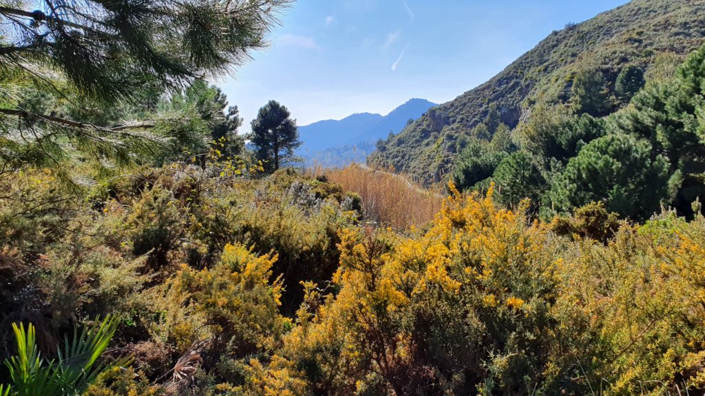 Sendero desde el cortijo del Mirlo