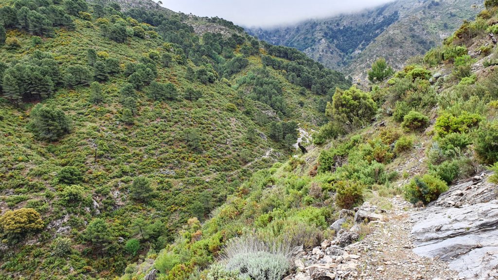 Sendero al Barranco de las Alfajas