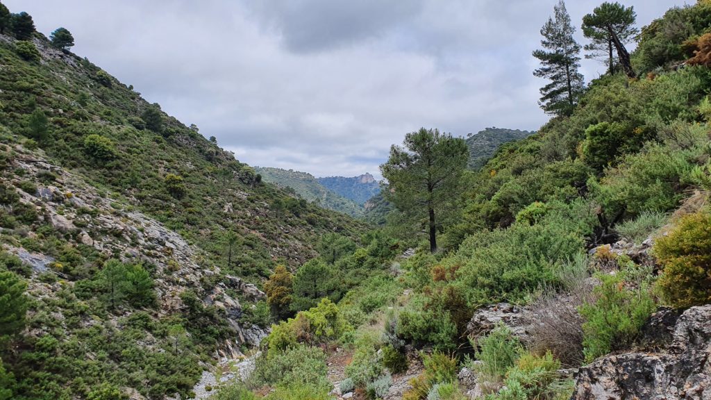 Barranco de las Alfajas. Sendero