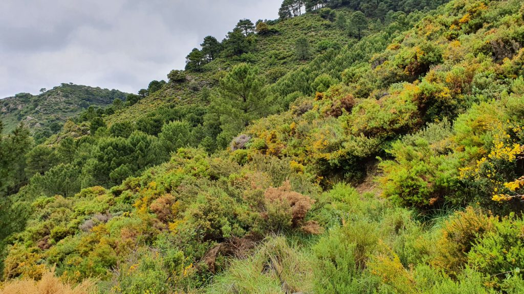 Sendero muy cerrado