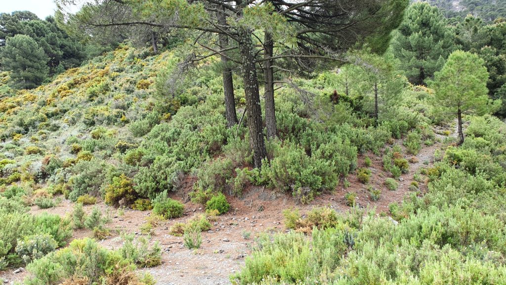 Sendero que sube a la derecha