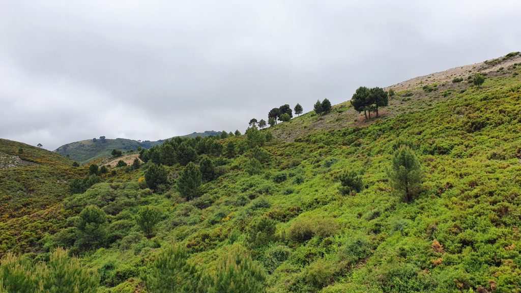 Camino entre vegetación densa