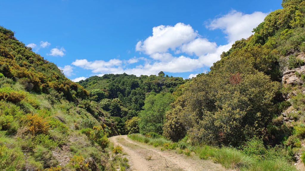 Hacia Barranco de Cabañeros