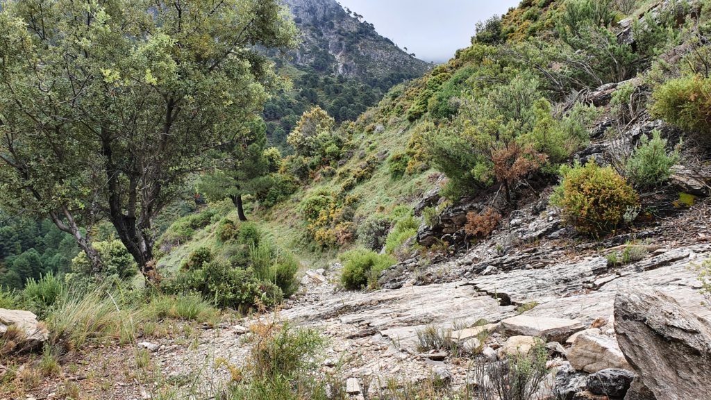 Sendero al Barranco de las Alfajas