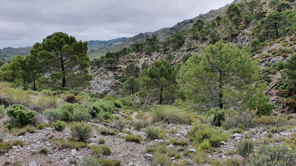 Sendero. Zona abierta