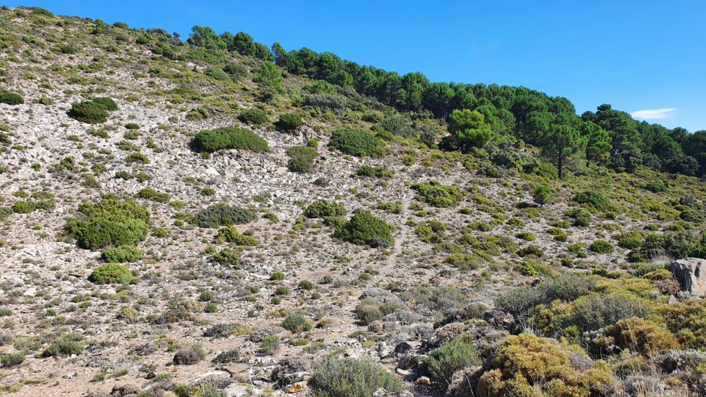 Sendero hacia arboleda