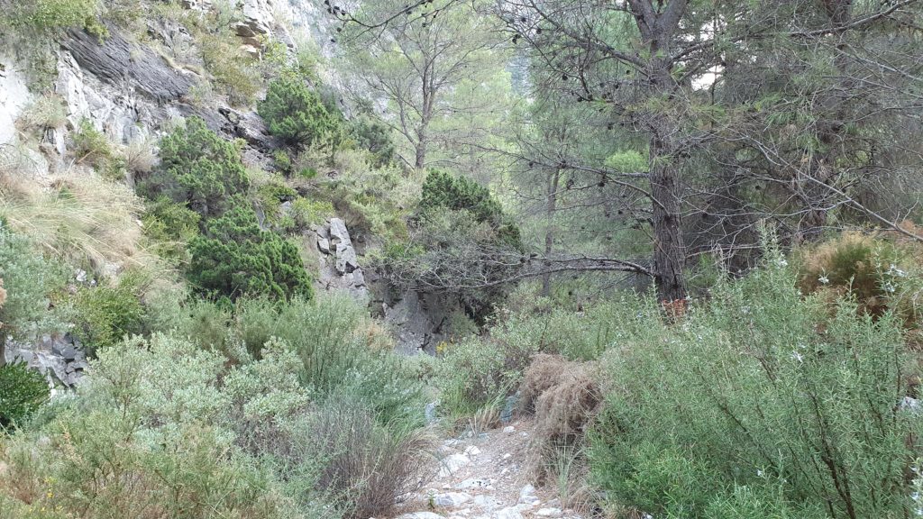 Vereda por el barranco